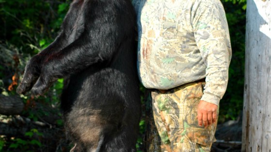 fall black bear hunting at big bear camp